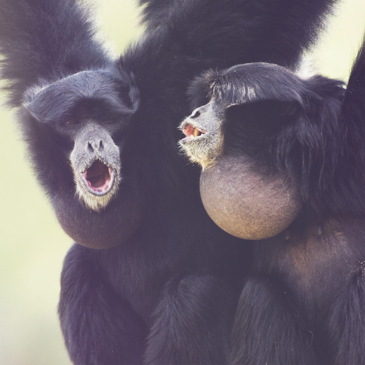 Zwei schwarze Affen hängen von oben herab und schauen mit geöffneten Mündern in die gleiche Richtung. Am Hals haben sie einen aufgeblähten, grauen Kehlsack. 