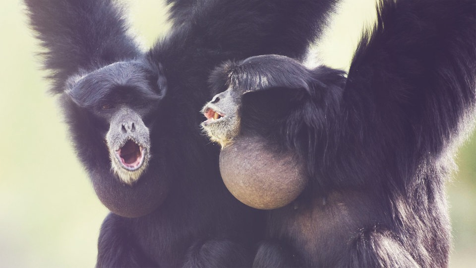 Zwei schwarze Affen hängen von oben herab und schauen mit geöffneten Mündern in die gleiche Richtung. Am Hals haben sie einen aufgeblähten, grauen Kehlsack. 