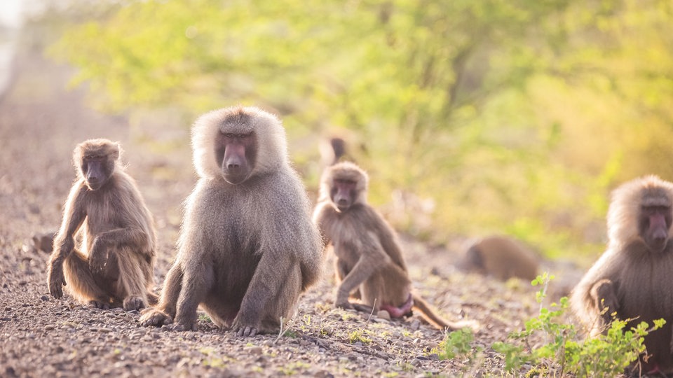 Drei Affen mit grau-braunem Fell sitzen auf einer Schotterstraße und schauen in die Kamera, im Hintergrund ein grüner Strauch.