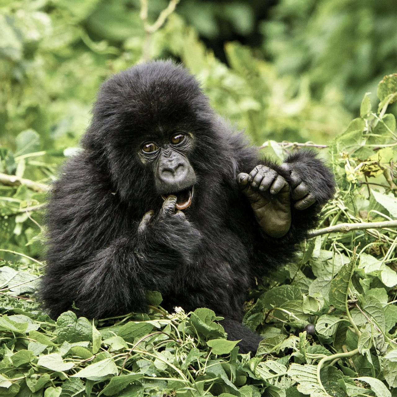 Ein junger Gorilla mit flauschigem, schwarzem Fell sitzt in einem Nest aus grünen Blättern und hält einen Finger in seinen geöffneten Mund, während er nach rechts schaut. 