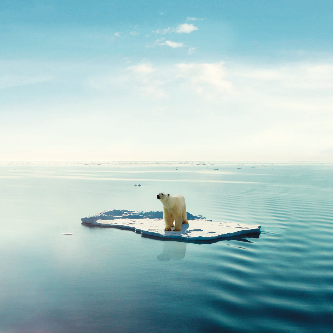 Ein Eisbär steht auf einer Eisscholle inmitten von Wasser.