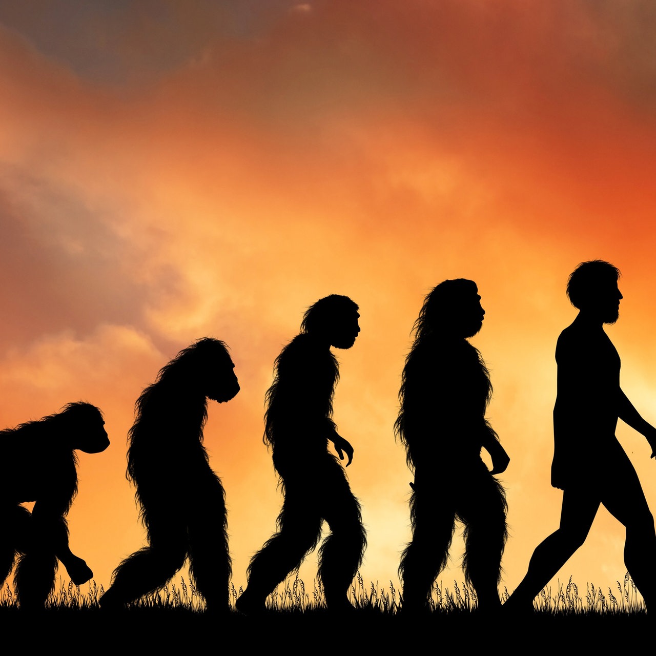Menschliche Evolution mit Silhouetten dargestellt (Symbolbild)