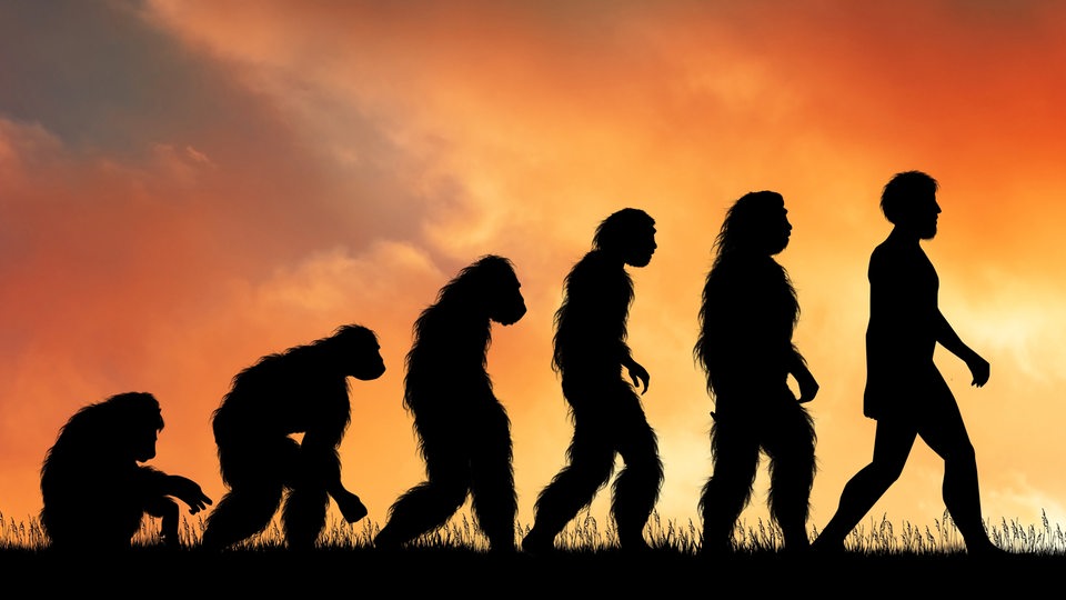 Menschliche Evolution mit Silhouetten dargestellt (Symbolbild)