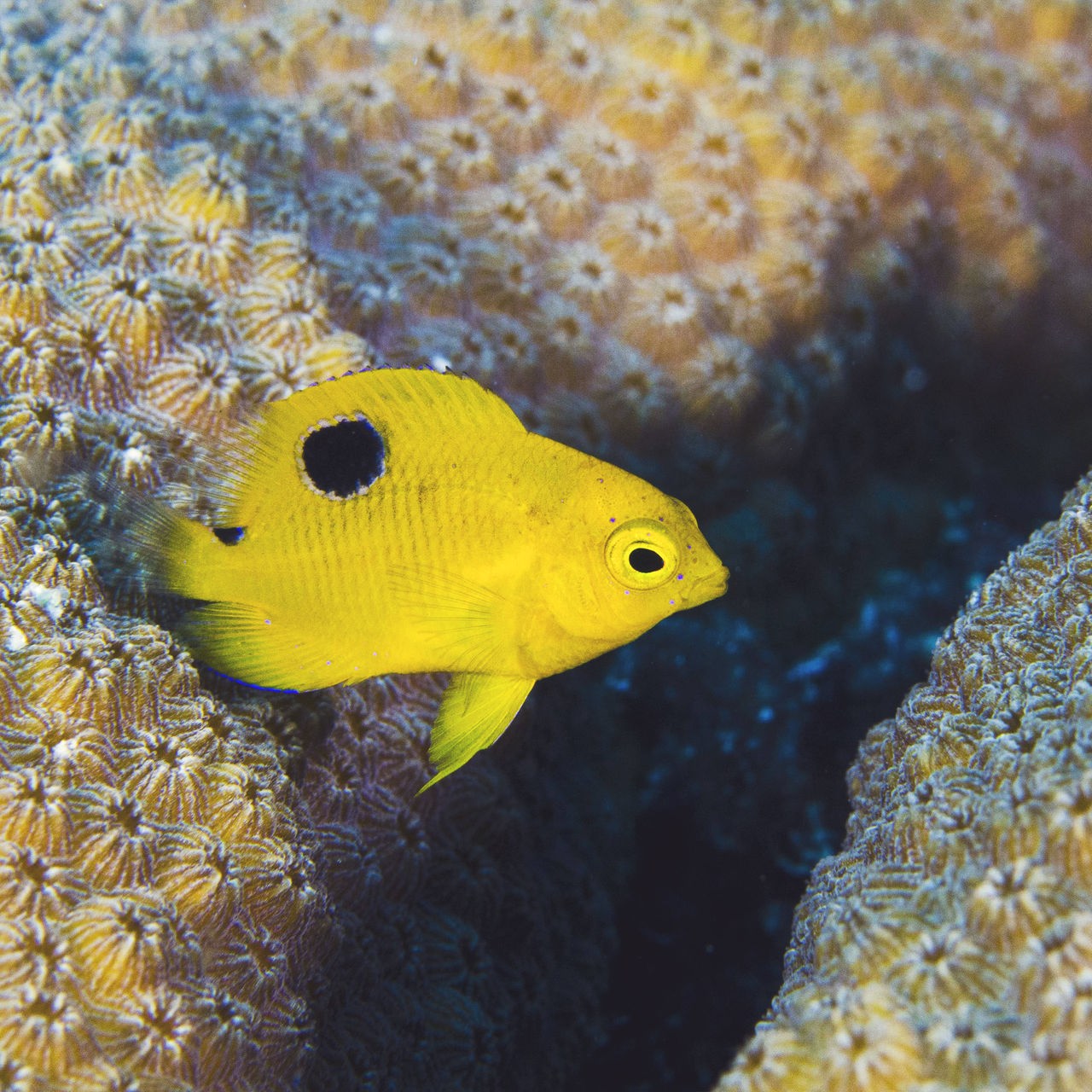 Ein gelber Fisch mit schwarzem Punkt auf der Flosse schwimmt dicht über zwei eine ockerfarbene Korallen mit pockenartiger Oberfläche und einem dunklen Schatten.