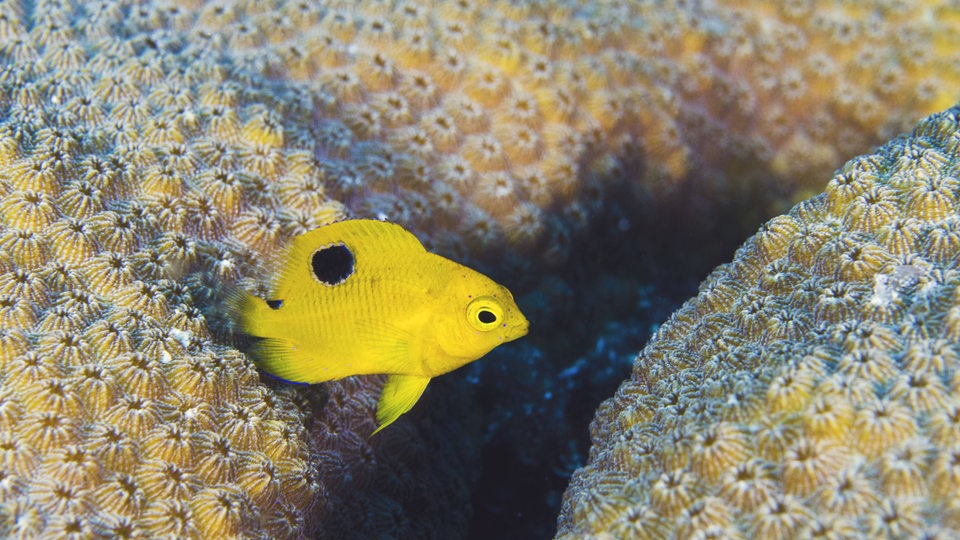 Ein gelber Fisch mit schwarzem Punkt auf der Flosse schwimmt dicht über zwei eine ockerfarbene Korallen mit pockenartiger Oberfläche und einem dunklen Schatten.