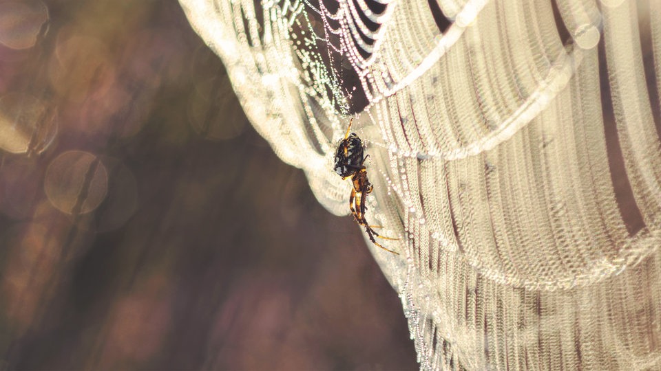 Eine braune Spinne sitzt in einem mit Tau überzogenen Spinnennetz, das von der morgendlichen Sonne leicht orangefarben angestrahlt wird.