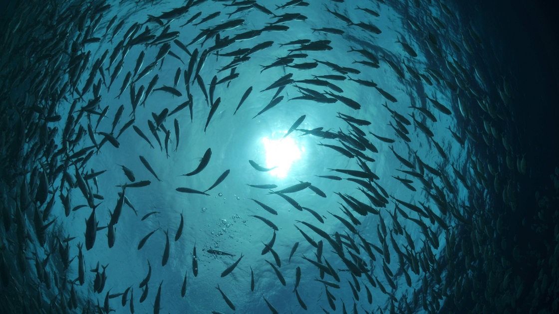 Fische schwimmen im Schatten ihrer Artgenossen im Meer (Archivbild)