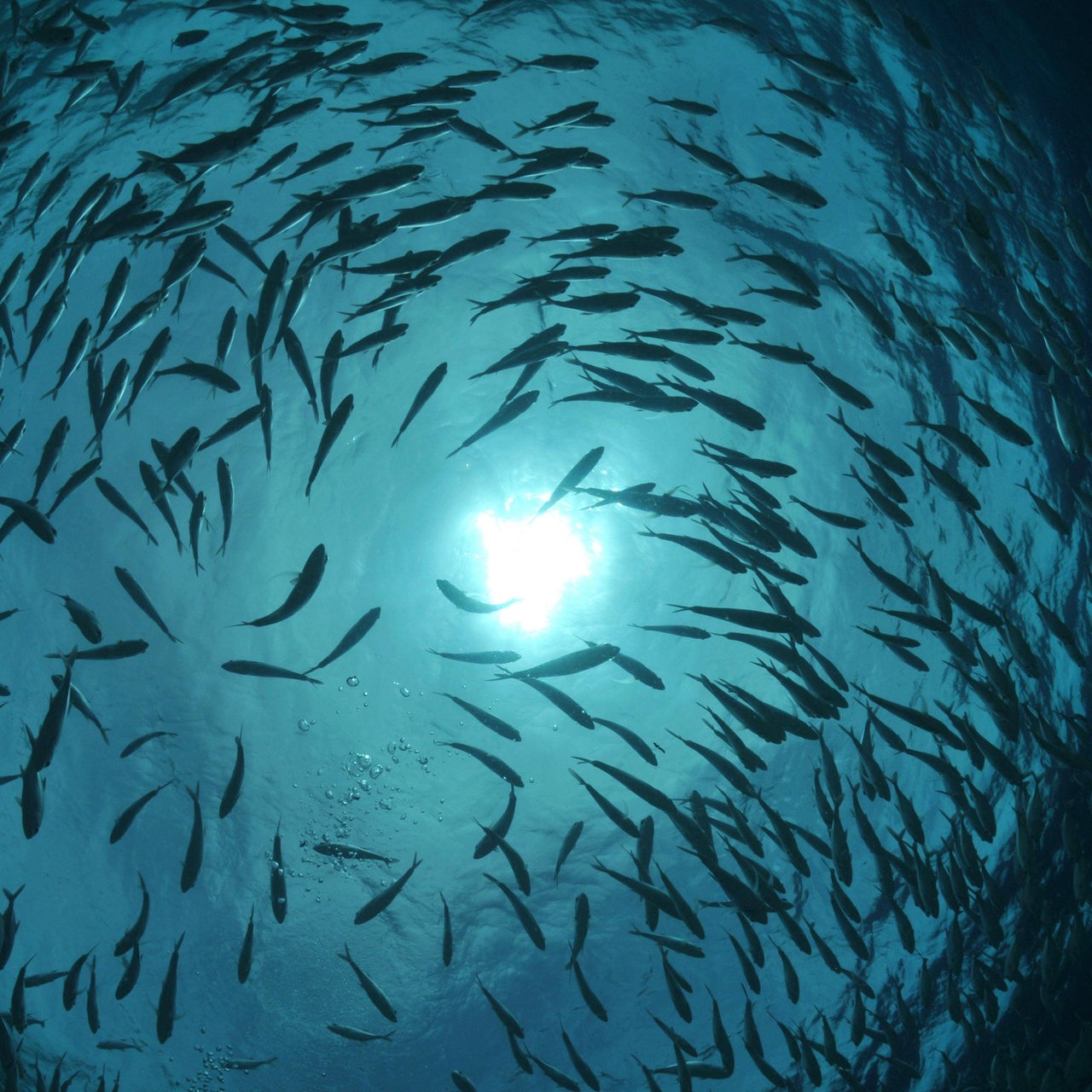 Fische schwimmen im Schatten ihrer Artgenossen im Meer (Archivbild)