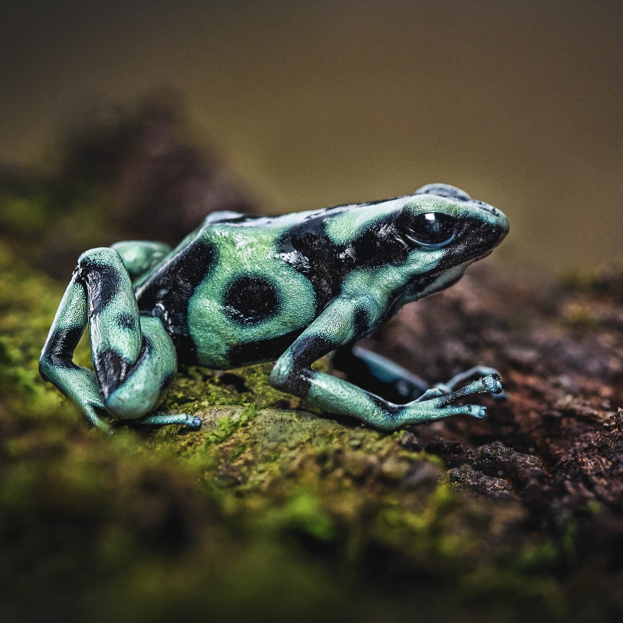 Ein Frosch mit einem türkis-blauen und schwarzen Muster sitzt auf einem Holzstück mit Moosbewuchs.