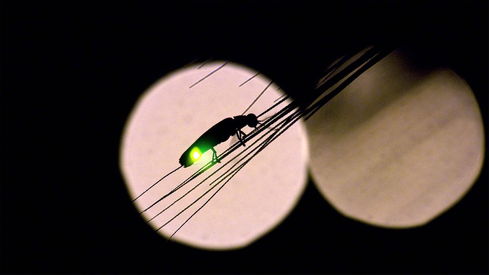 Ein Glühwürmchen sitzt grün leuchtend in der Nacht an einem Strohhalm, im Hintergrund eine runde Lichtreflexion.