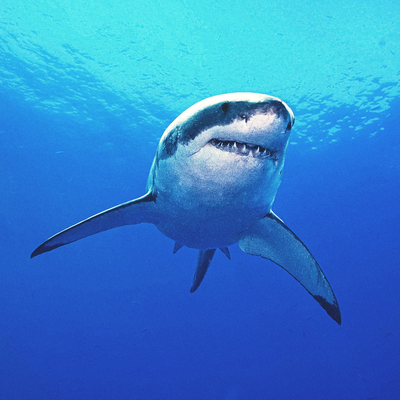 Ein Hai mit grau-weißer Haut und leicht geöffnetem Maul, aus dem weiße Zähne herausschauen schwimmt durch das blaue Meer.