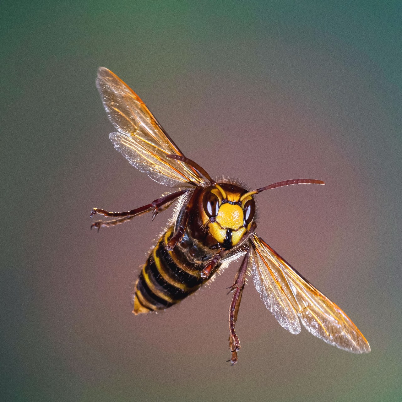 Wie die Tiere