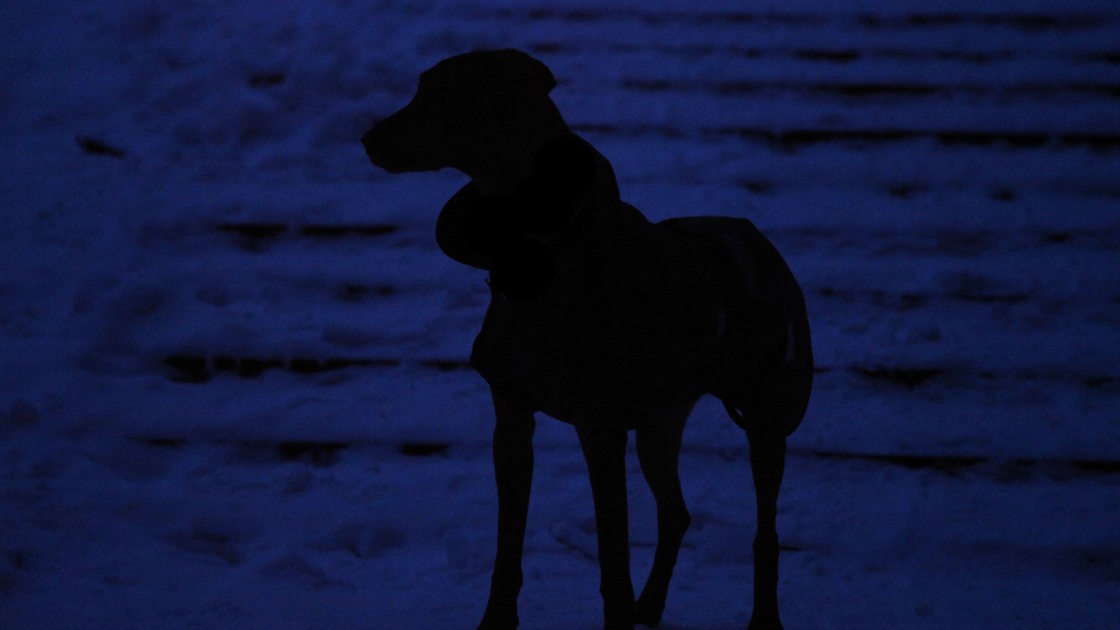 Die Silhouette eines Hundes bei Dunkelheit (Symbolbild)