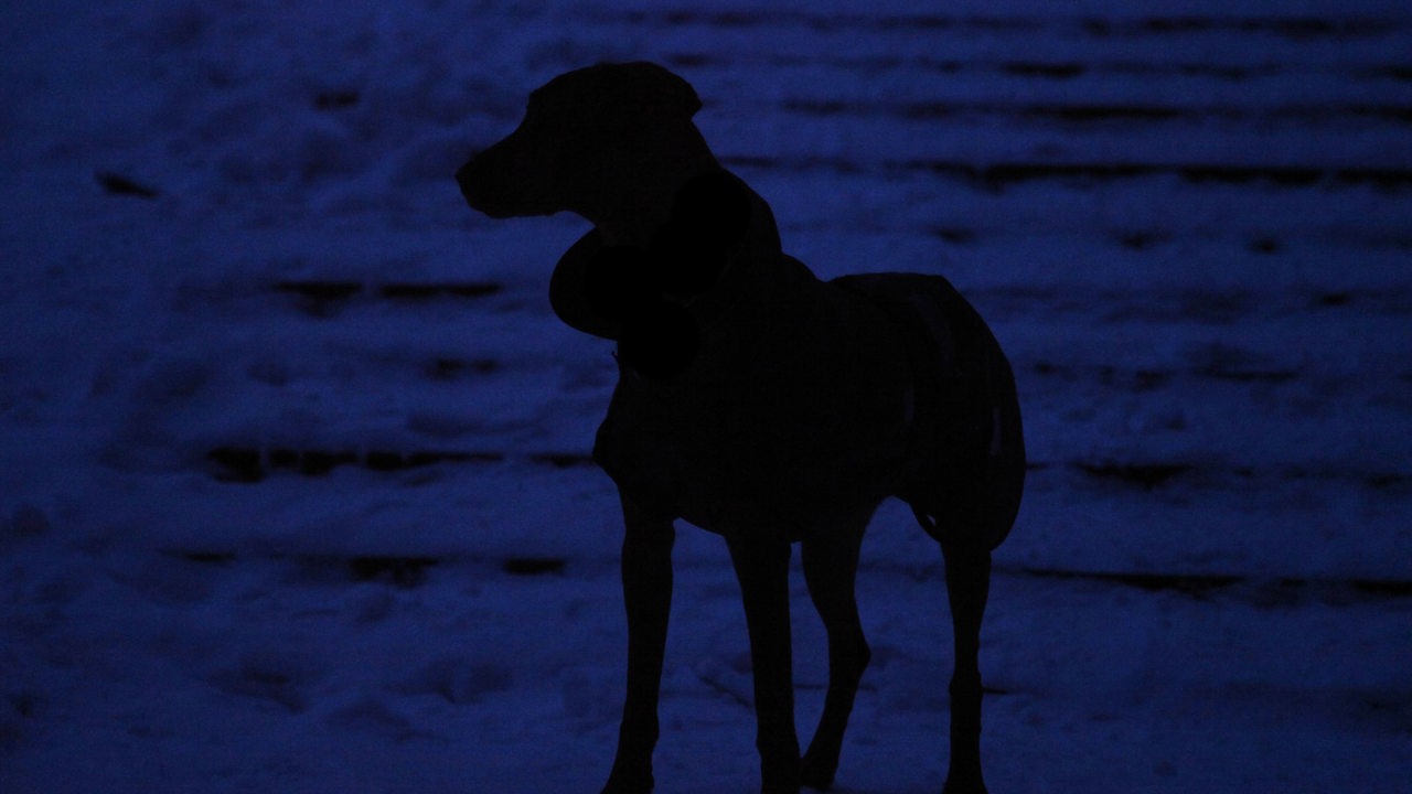 Die Silhouette eines Hundes bei Dunkelheit (Symbolbild)