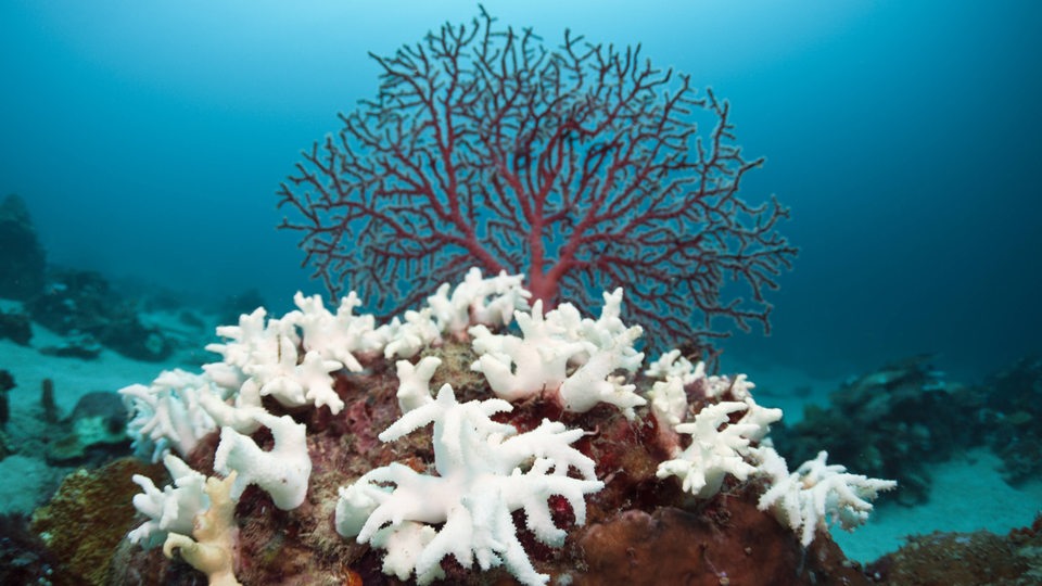 Korallenbleiche in der Südsee