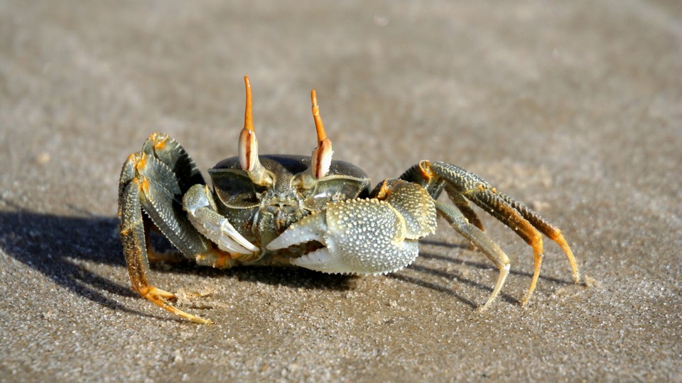 Eine laufende Krabbe am Strand in Madagaskar (Archivbild)