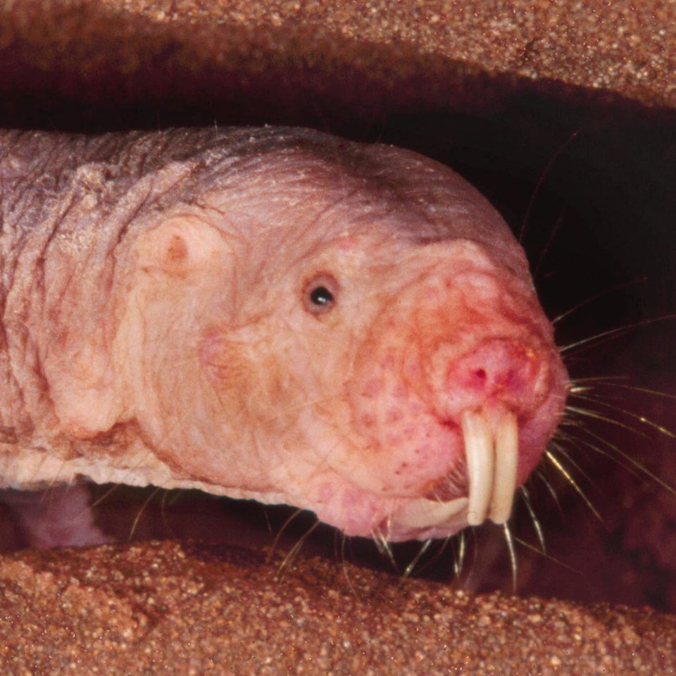 Seitenansicht eines rosafarbenen, haarlosen Nacktmulls mit großen Schneidezähnen, wie er durch einen unterirdischen Gang krabbelt.