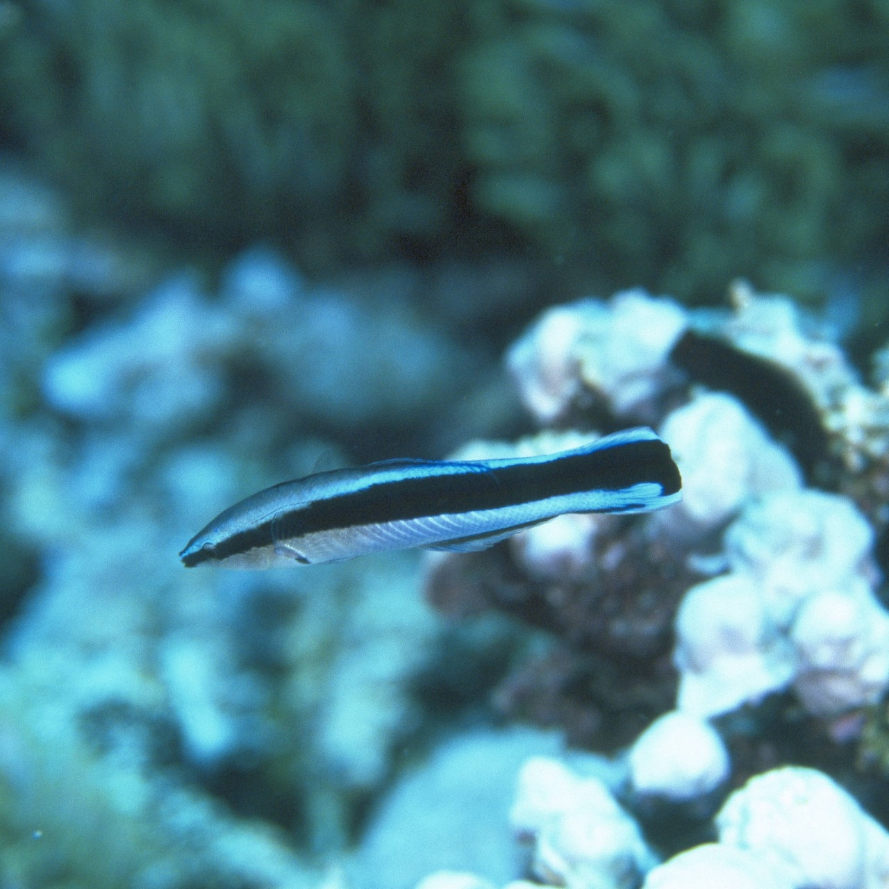 Putzerfisch im Meer (Archivbild)