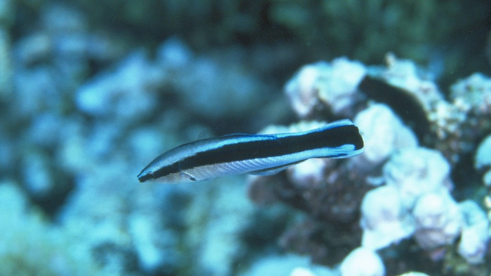 Putzerfisch im Meer (Archivbild)