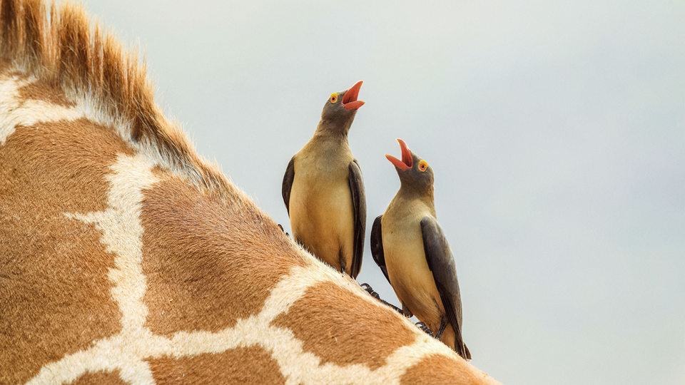 Zwei graue-braune Vögel mit roten Schnäbeln und orangefarbenen Ringen um ihre Augen sitzen auf dem Rücken einer Giraffe.