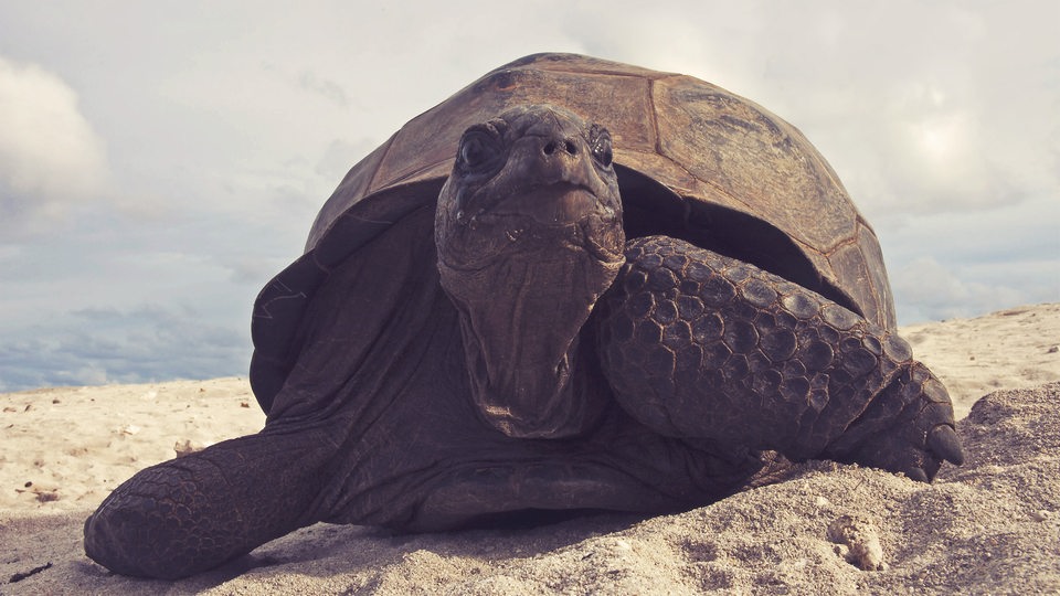 Die Nahaufnahme einer bräunlichen, sehr großen Schildkröte, die sich an einem Sandstrand fortbewegt, im Hintergrund ein blauer, wolkiger Himmel.