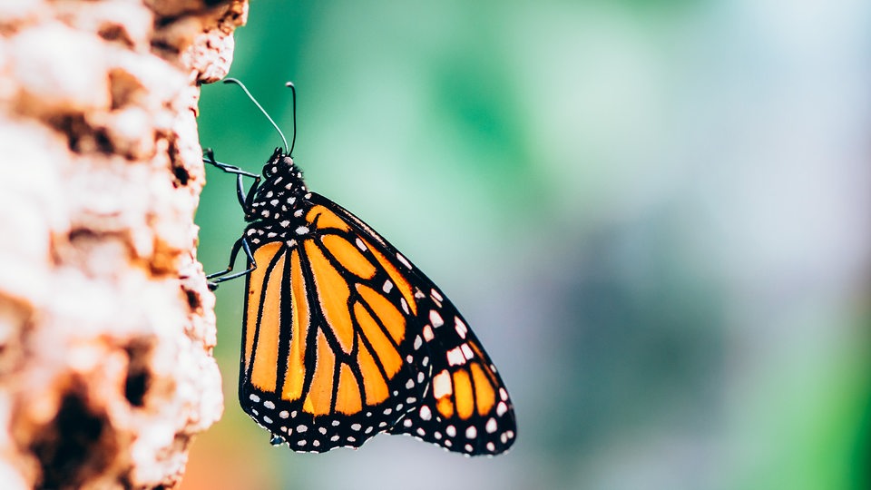 Ein Schmetterling mit orangefarbenen Flügeln und schwarzem Muster sitzt seitlich an einem Stein.