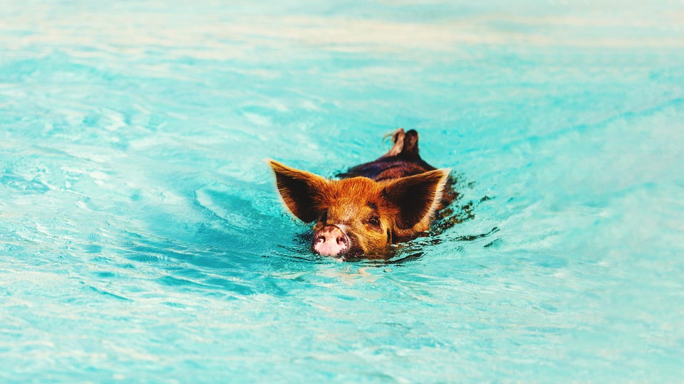 Ein hellbraunes Schwein schwimmt in türkisblauem Wasser. 