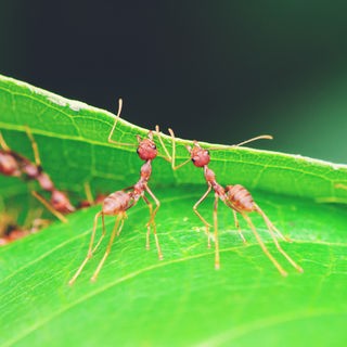Mehrere, große, hellbraune Ameisen mit langen Beinen arbeiten an der Kante eines grünen Blattes. 