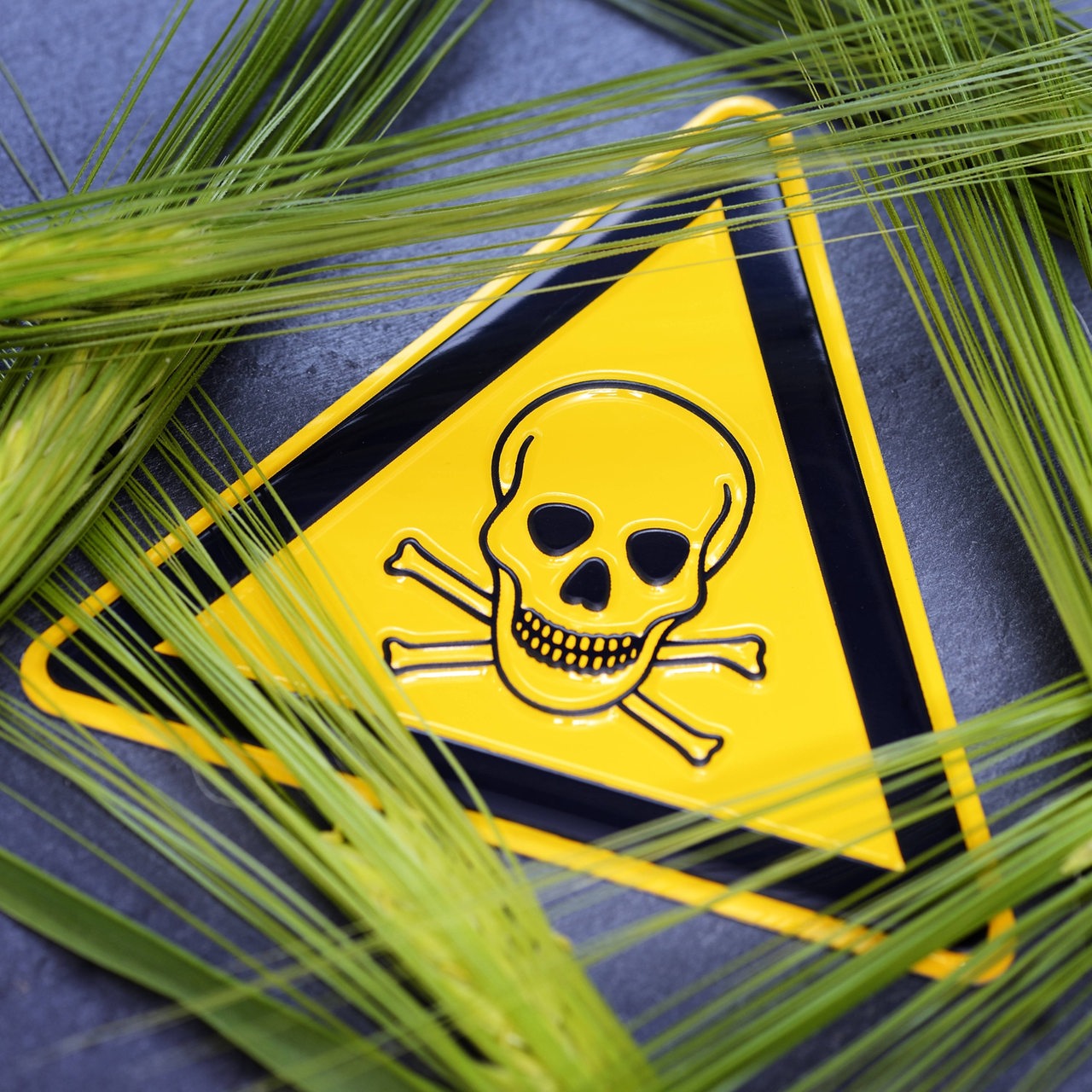 Getreideähren und Gefährundungszeichen mit Totenkopf, Symbolfoto für den Einsatz von Pestiziden