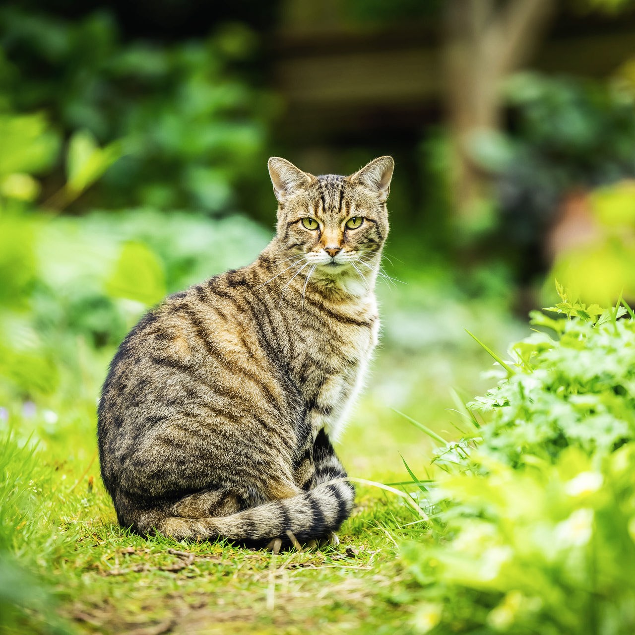 Eine braune, gemusterte Katze sitzt zwischen verschiedenen grünen Pflanzen auf einem schmalen Gartenweg und schaut in die Kamera.