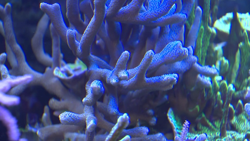 Eine Nahaufnahme einer Koralle.