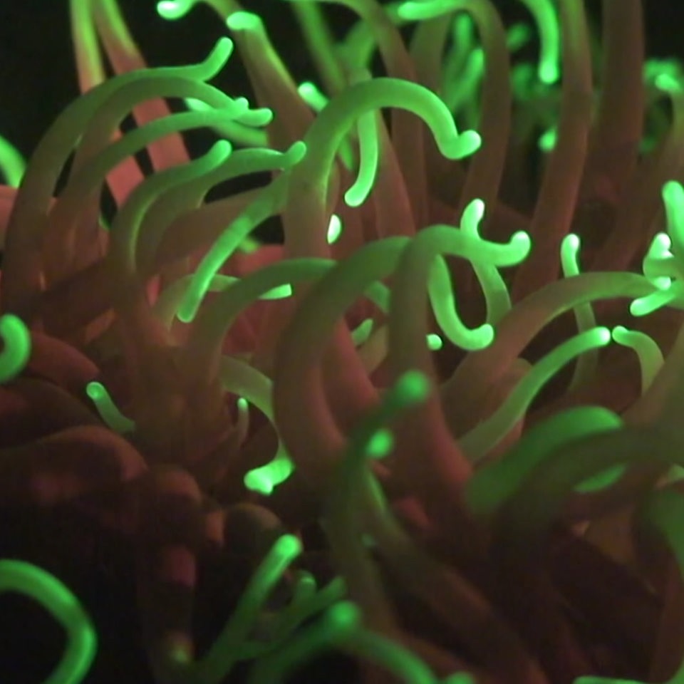 Eine leuchtende koralle in grün und organge.