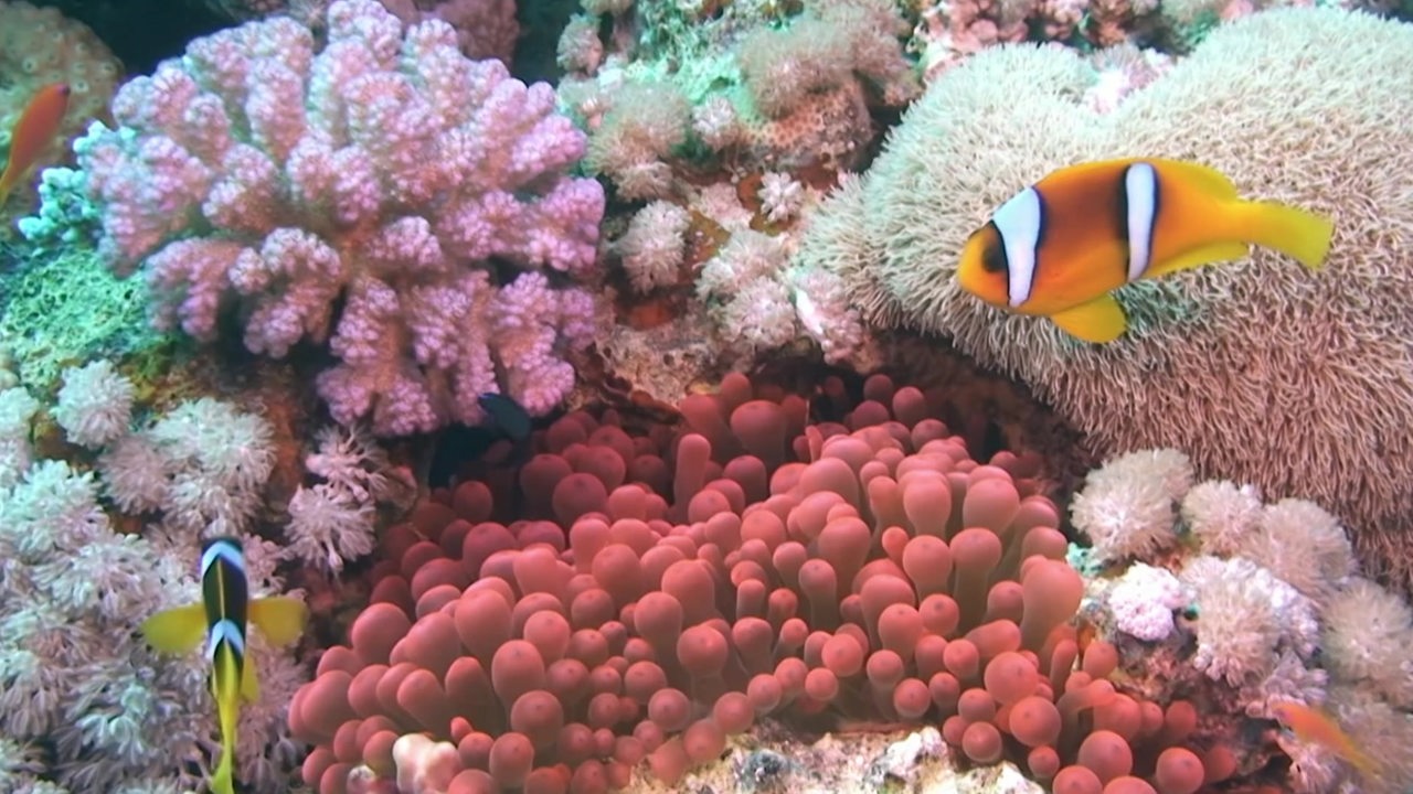 Zwei kleine Fische vor bunten Korallen.