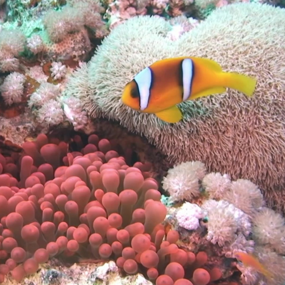 Zwei kleine Fische vor bunten Korallen.