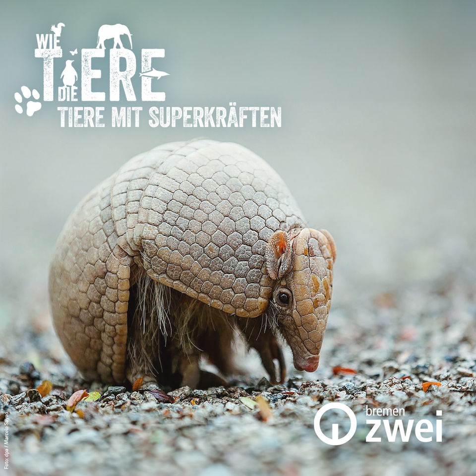 Wie die Tiere