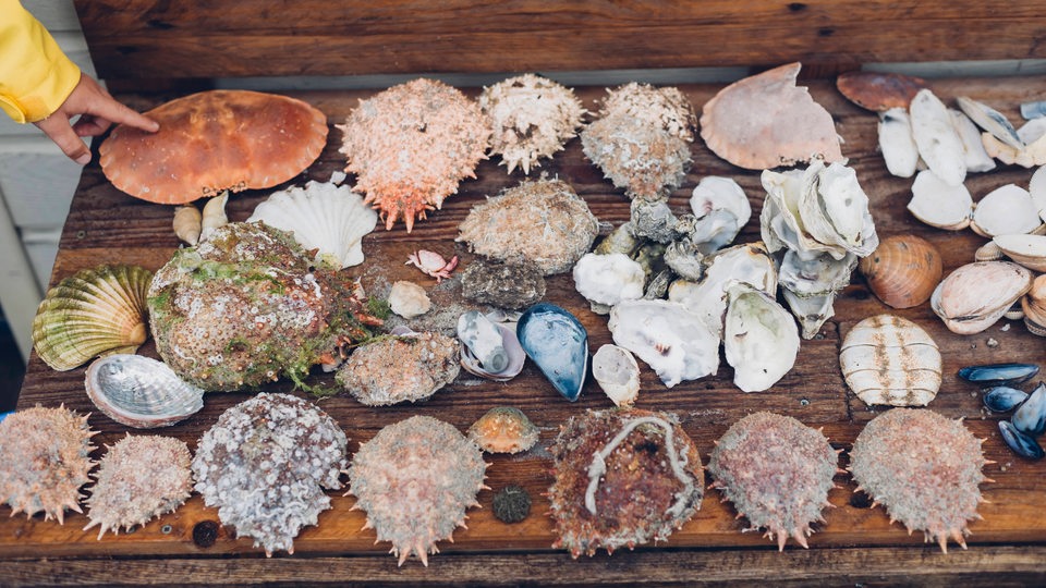 Eine Sammlung ausgefallener Muscheln liegt auf einer Holzbank.