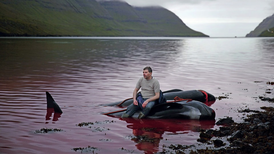 Ein Färöer-Fischer sitzt auf einem toten Wal