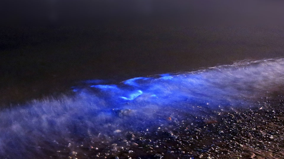 Blau fluoreszierendes Licht leuchtet in der Nacht auf dem Meer