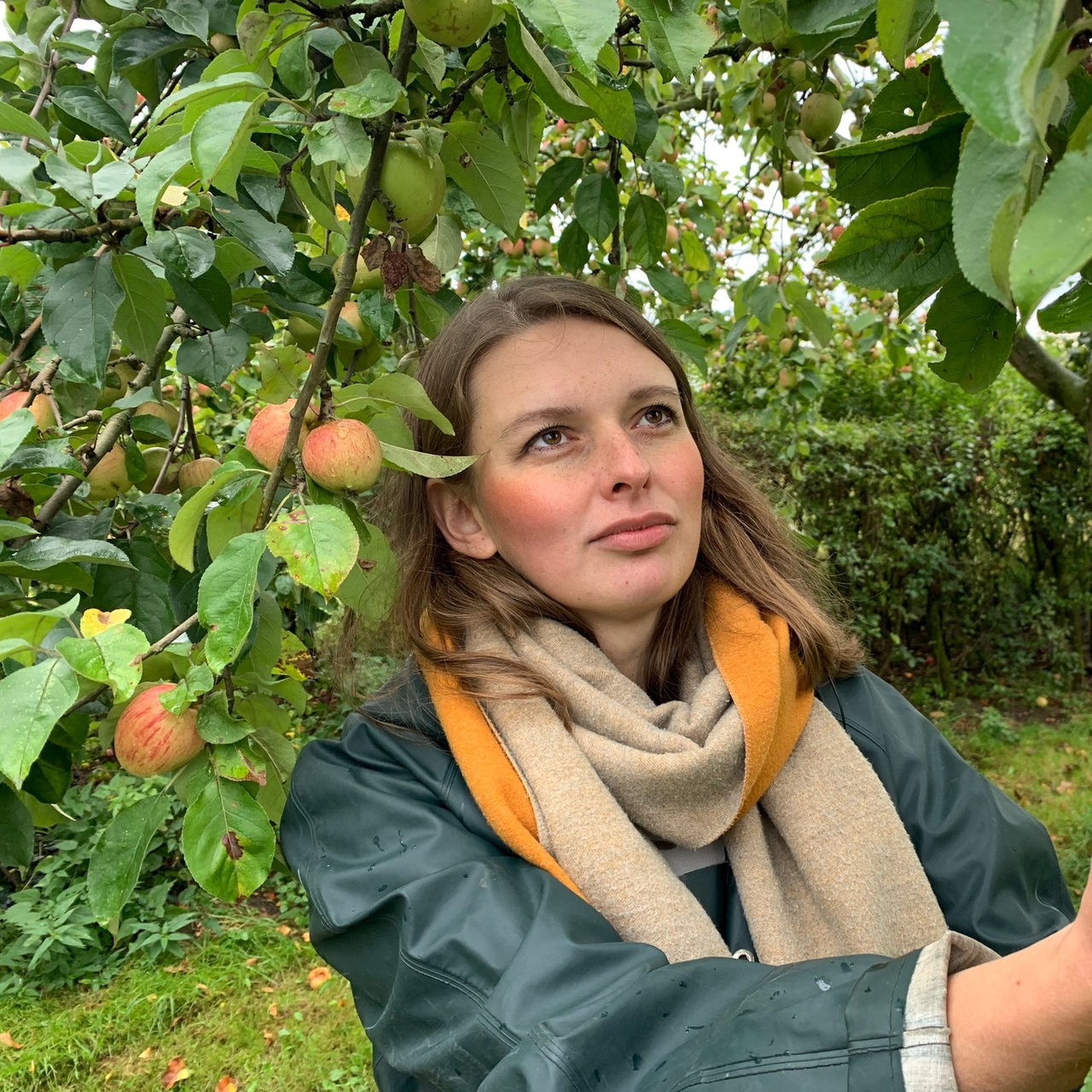 eine Frau pflückt einen Apfel