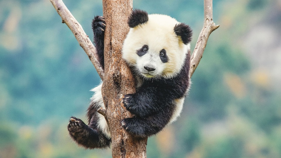 Ein junger Panda mit weiß-schwarzem Fell sitzt in einer Astgabelung auf einem Baum und schaut in Richtung der Kamera.