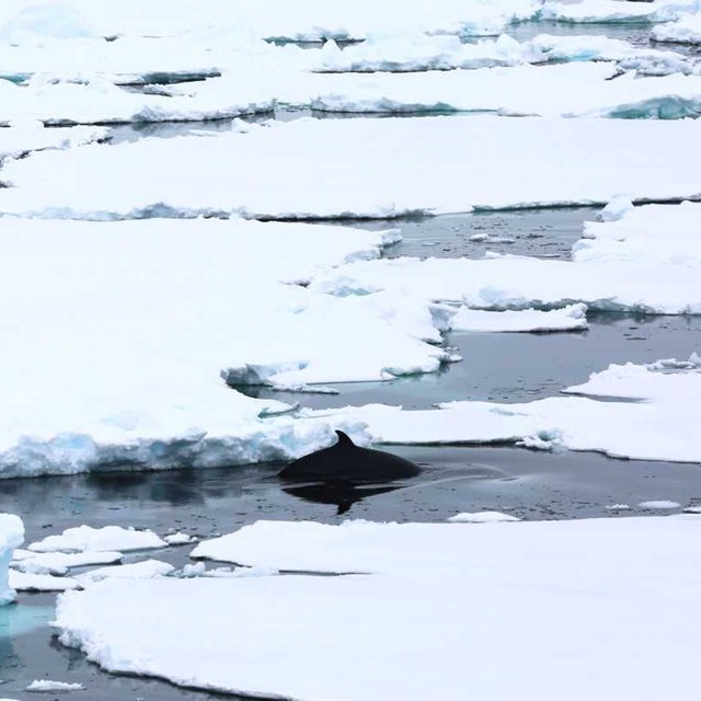 Ein Zwergwal taucht zwischen Eisschollen
