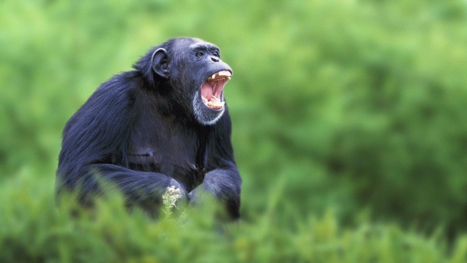 Ein Schimpanse mit schwarzem Fell sitzt in einer grünen Landschaft zwischen gras und gibt einen Schrei ab.