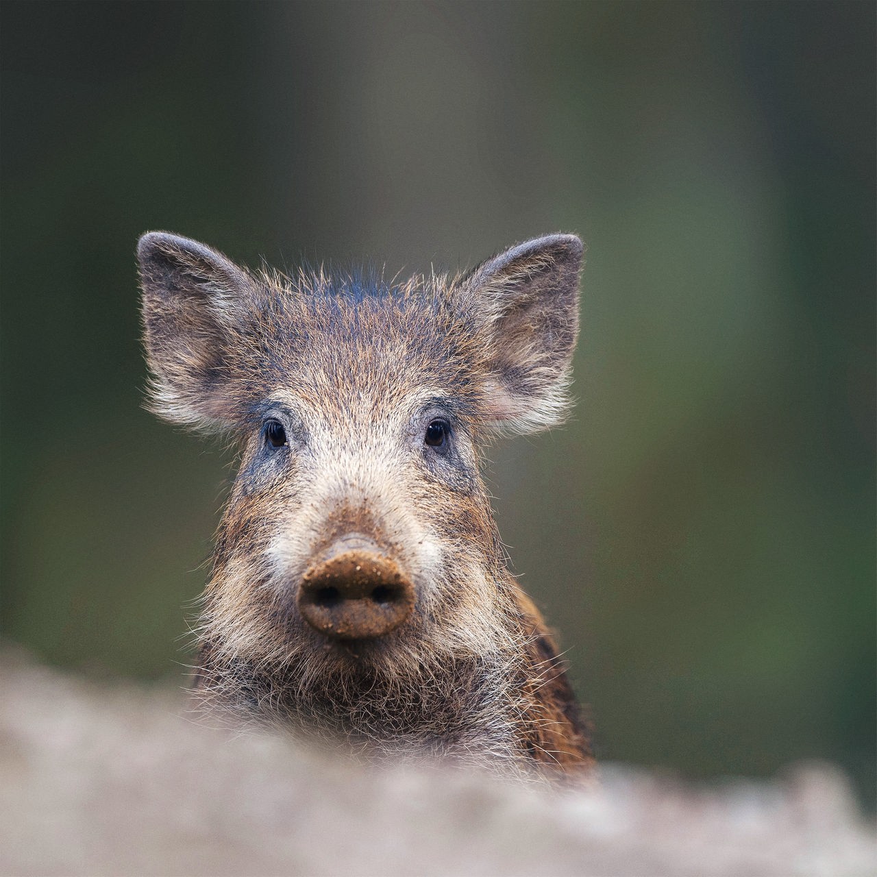 Schweine-Spezial | Warum sie Glück bringen und wie intelligent sie sind