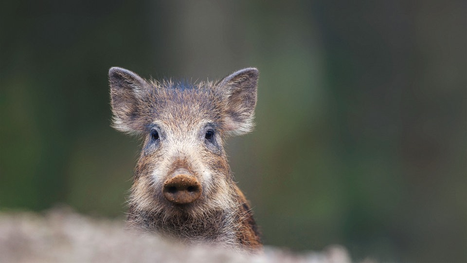 Ein Wildschwein-Frischling mit braunen Borsten schaut aufmerksam in die Kamera.