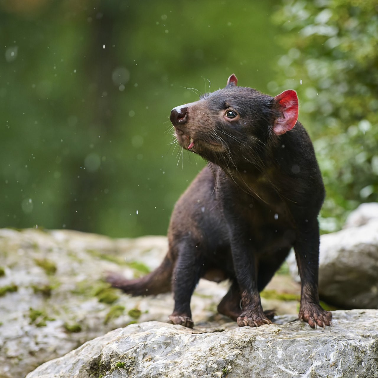 Ein dunkelbraunes Tier mit zwei rötlichen Ohren und spitzen Zähnen und Schwanz steht auf einem Felsen vor grünem Hintergrund in der Natur.