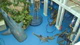 Große Modelle von Meerestieren hängen in einem Museumssaal von der Decke, links ist eine Insellandschaft zu sehen