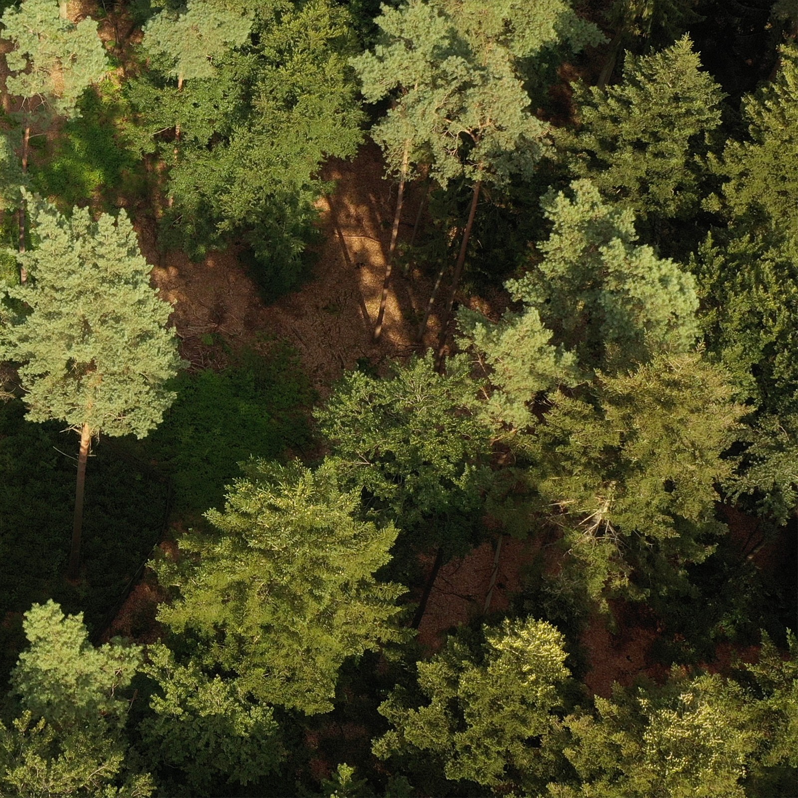 Luftaufnahme: ein Mischwald von oben
