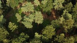 Luftaufnahme: ein Mischwald von oben