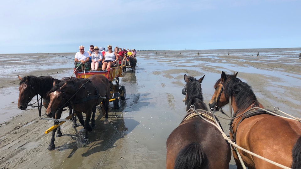 Eine Fahrt mit dem Pferdewagen im Wattenmeer bei Cuxhaven.