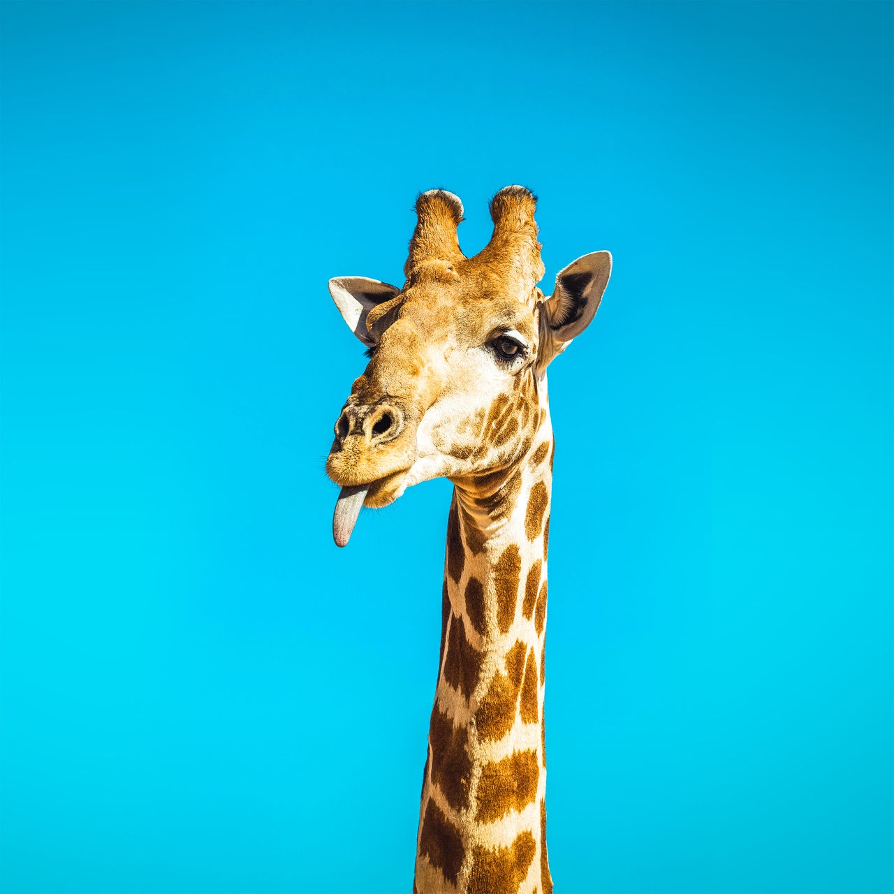 Giraffe mit ausgestreckter Zunge